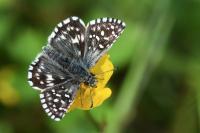 Pyrgus malvae
