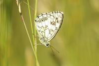 Melanargia galathea