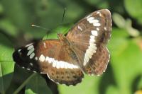 Limenitis camilla