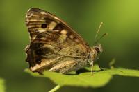 Pararge aegeria
