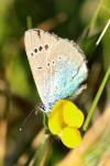 Glaucopsyche alexis
