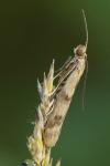 Homoeosoma sinuella