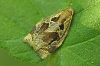Archips crataegana
