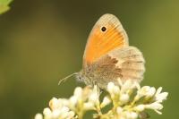 Coenonympha pamphilus