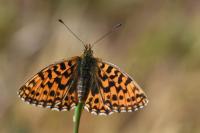 Boloria dia