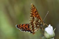 Melitaea athalia