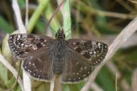 Erynnis tages