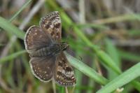 Erynnis tages