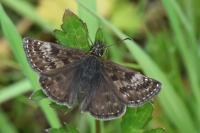 Erynnis tages