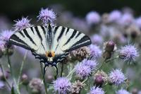 Iphiclides podalirius