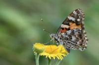 Vanessa cardui