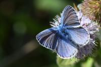 Polyommatus icarus