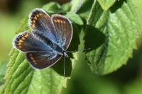Polyommatus icarus