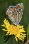 Polyommatus icarus