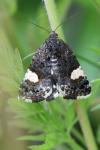 Tyta luctuosa