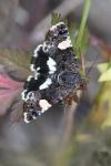 Tyta luctuosa