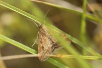 Pyrausta despicata