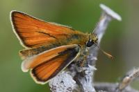 Thymelicus sylvestris