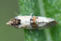 Cochylis hybridella