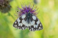 Melanargia galathea