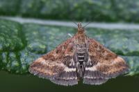 Pyrausta despicata
