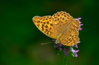 Argynnis paphia