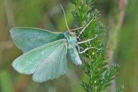Thetidia smaragdaria