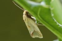 Agapeta hamana