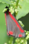 Tyria jacobaeae