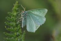 Thetidia smaragdaria