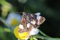 Tyta luctuosa