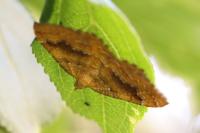 Camptogramma bilineata