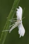 Pterophorus pentadactylus