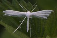 Pterophorus pentadactylus