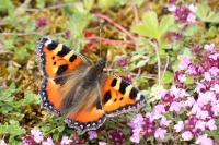 Aglais urticae