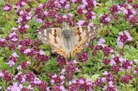 Vanessa cardui