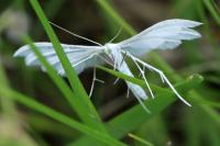 Pterophorus pentadactylus