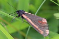 Tyria jacobaeae