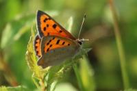 Lycaena phlaeas