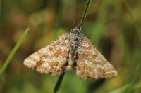 Ematurga atomaria