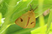 Diacrisia sannio