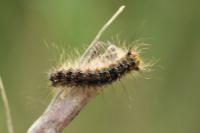 Lymantria dispar