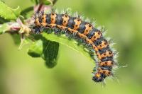 Saturnia pavonia