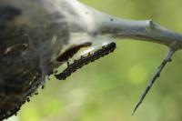 Eriogaster lanestris