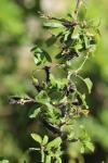 Saturnia pavonia