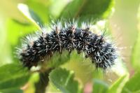 Saturnia pavonia