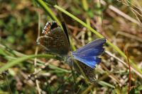 Lysandra bellargus