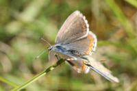Lysandra bellargus