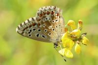 Lysandra bellargus