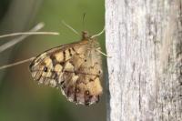Pararge aegeria